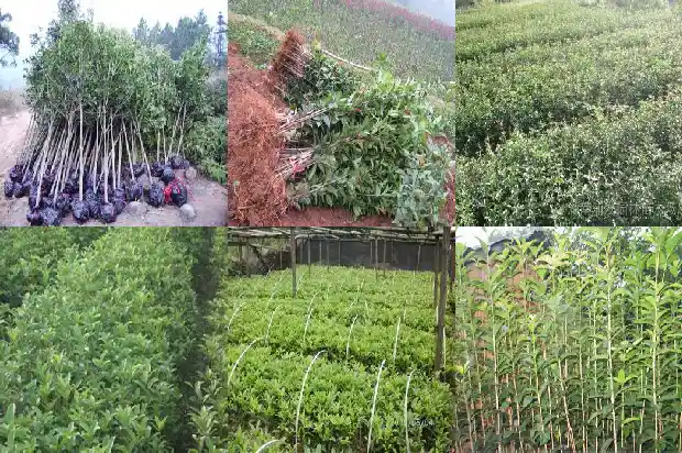 门前有一棵桂花树寓意1683075571171