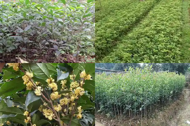 门前有一棵桂花树寓意1683075571219