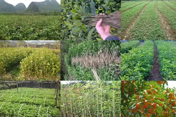门前有一棵桂花树寓意1683075571267