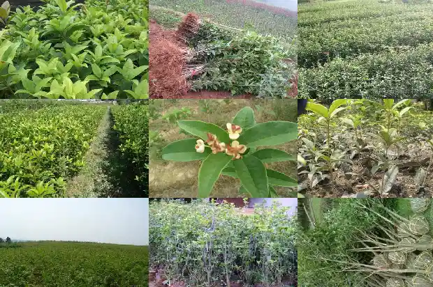 门口两棵桂花树1683075592733