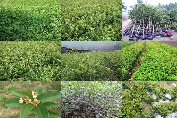 门口两棵桂花树1683075592781