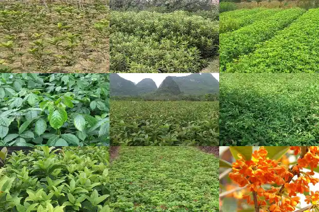 门口两棵桂花树1683075592829