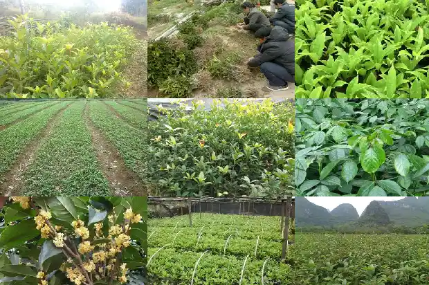 门口两棵桂花树1683075592877