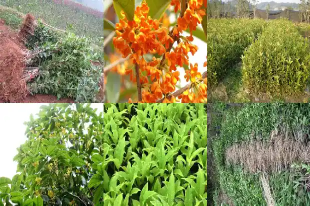 广西桂花树批发市场地址1690331826529
