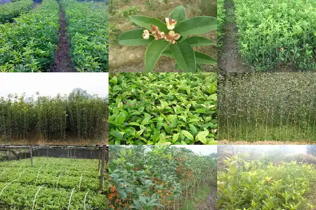 桂花花语象征与寓意及花语1683075692476