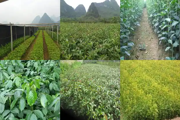 桂花象征学子1683075711657