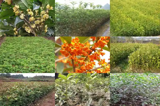 桂花象征学子1683075711752