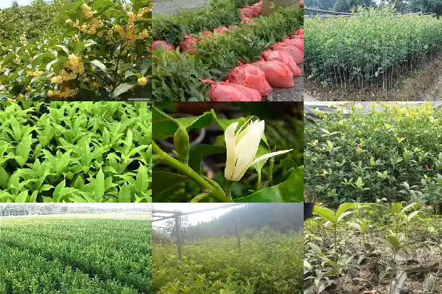 兔子桂花成语1683075729286