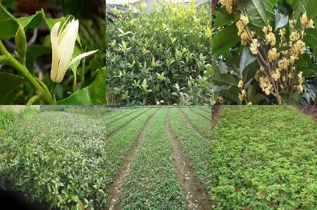 桂花新年成语1683075746574