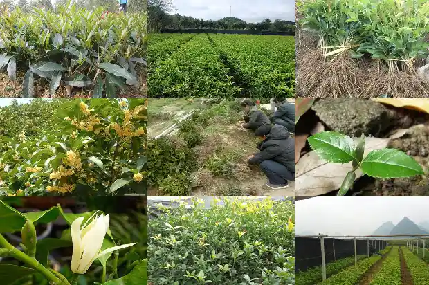 大门口能不能种桂花树盆栽1683075768311