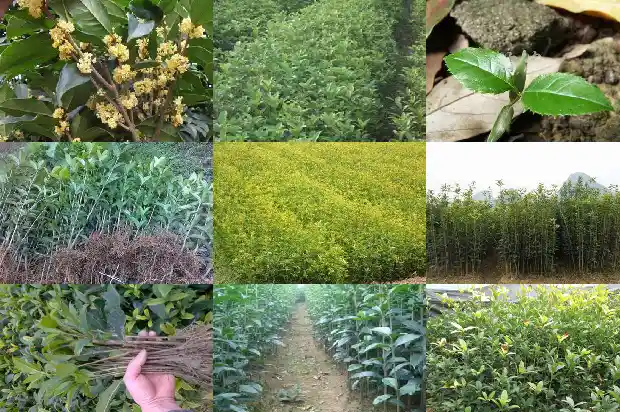 大门口能不能种桂花树盆栽1683075768359