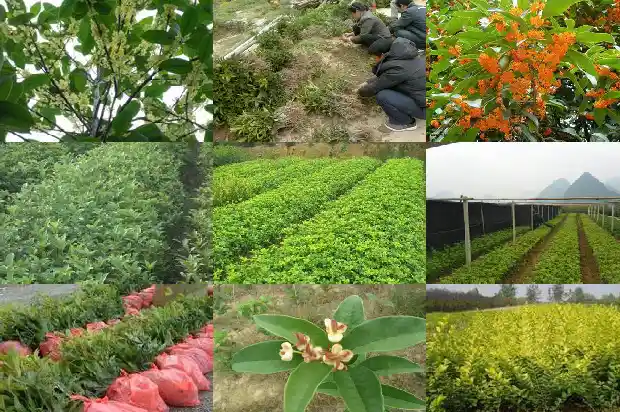 大门口能不能种桂花树盆栽1683075768407