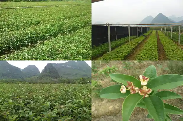 大门口能不能种桂花树盆栽1683075768455