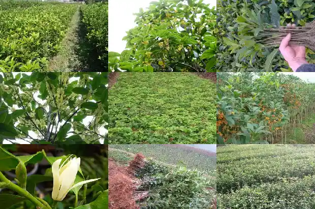 什么品种桂花树值钱1690158887975