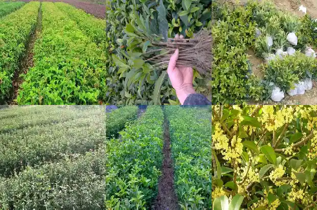 桂花树种在门前左边好还是右边好1688692685106