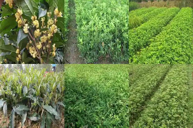 大门口能不能栽桂花树呢1683075803537