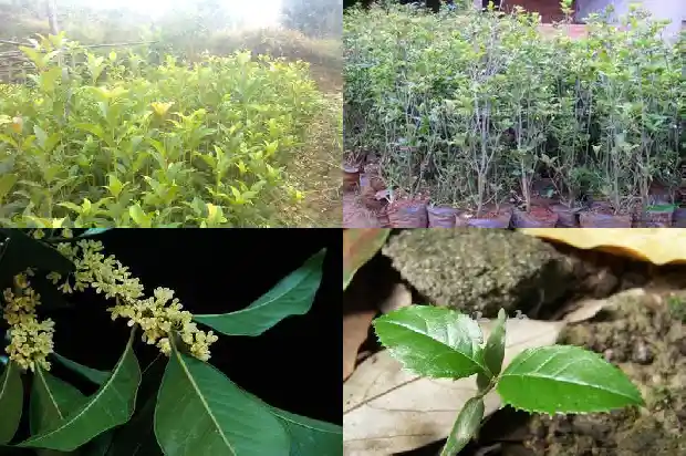 大门口能不能栽桂花树木1683075823500