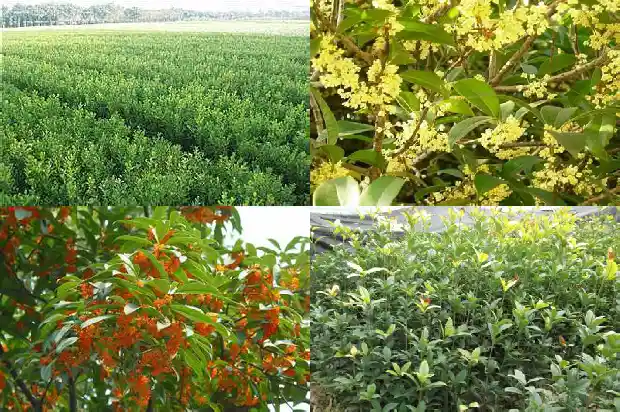 大门口能不能栽桂花树木1683075823596