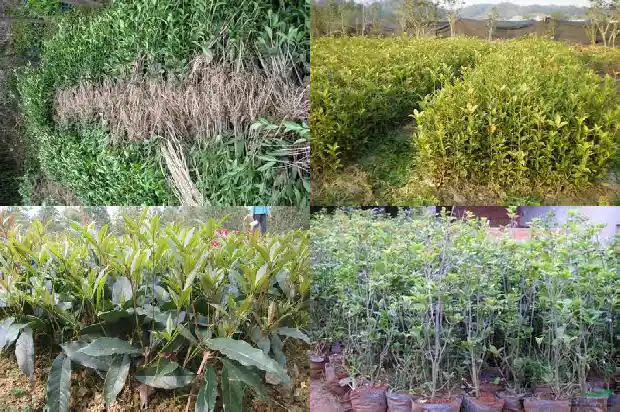 桂花树种多长时间施肥1683075843298