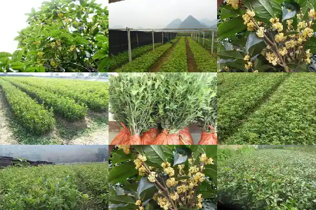 桂花树种多长时间施肥1683075843393