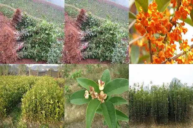 桂花树冬天能不能施农家肥料1683075867263