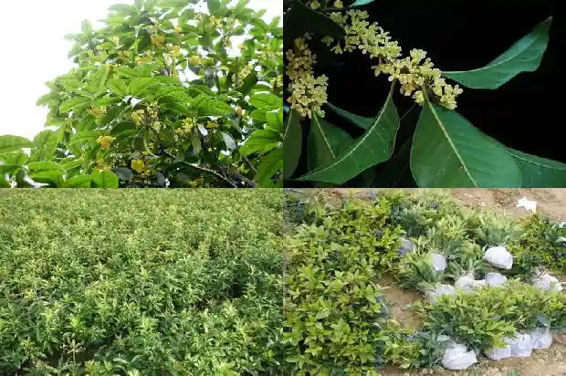 桂花树冬天能不能施农家肥料1683075867311