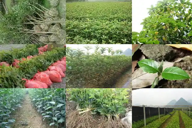 桂花树冬天能不能施农家肥料1683075867407
