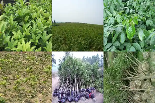 桂花树过冬需要浇水1683075884691