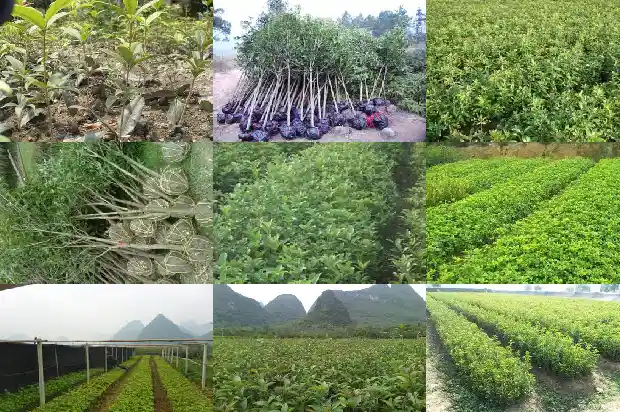 桂花树施肥时间表最新消息1683075904886