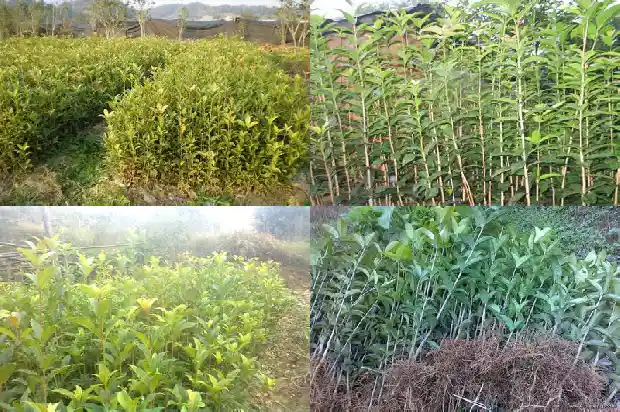 桂花树施肥时间表最新消息1683075904934