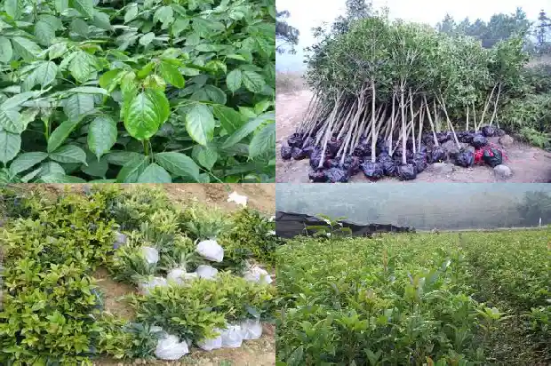 金桂花泡水一天喝几次好1689207817669