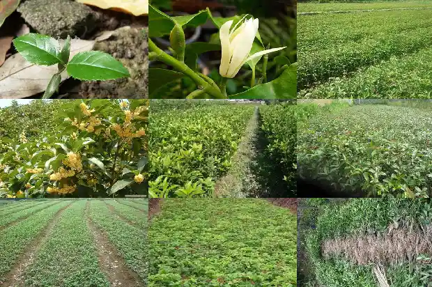 桂花树开花期间能不能施肥1683075942452