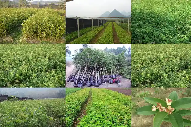 桂花树移栽半年后施肥1683075962202