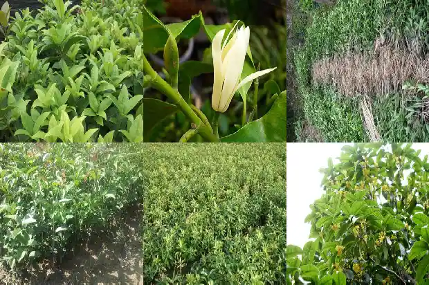 桂花树移栽半年后施肥1683075962250