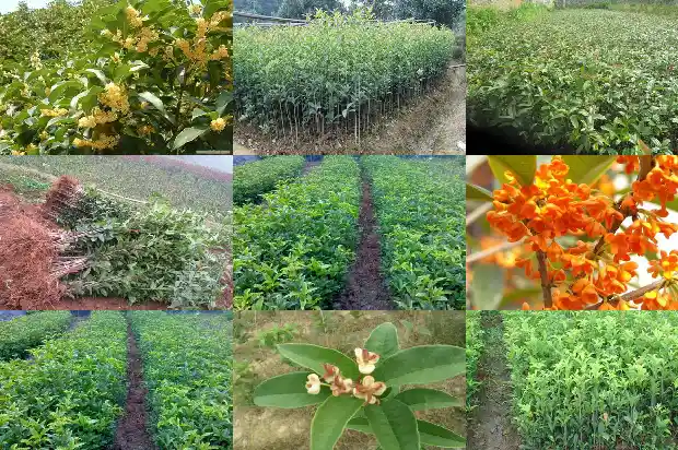 地栽桂花施肥时间表最新1683075984490