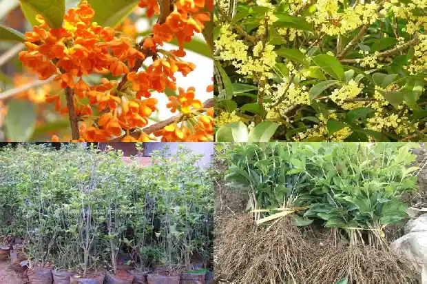 盆栽桂花多长时间施一次肥1683076008843
