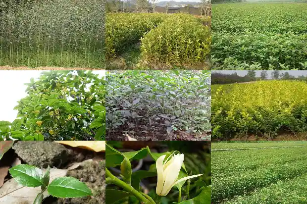 桂花树能不能浇尿1683076048877