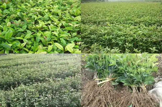 桂花灌木丛1683076064368