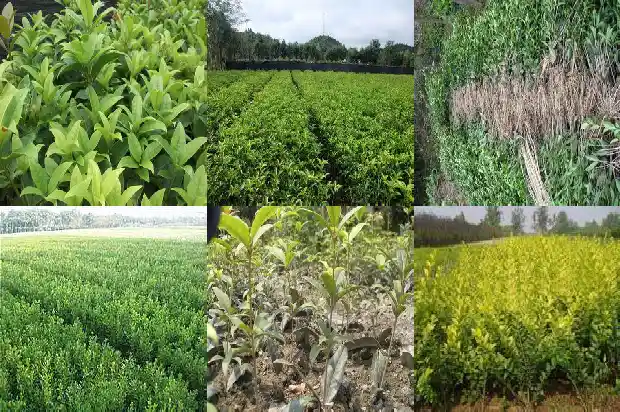 老桂花树不发新枝1690331721837
