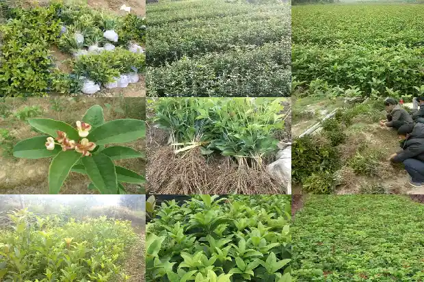 院里能不能栽桂花树苗1683076122798