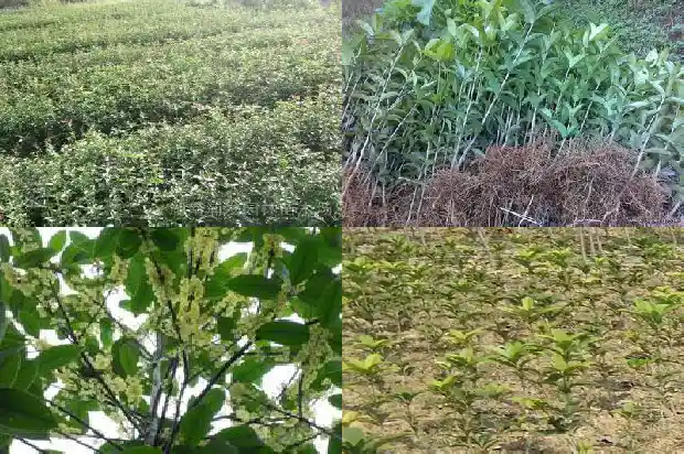 院里能不能栽桂花树苗1683076122942