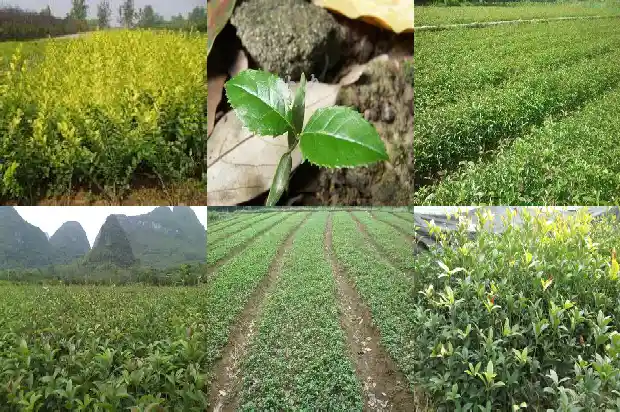 北方可不可以种桂花树1683076144318