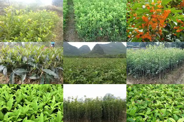 北方可不可以种桂花树1683076144414