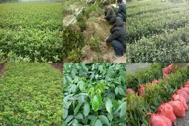 桂花树能不能盆栽在家里1683076170852