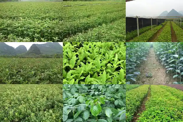 桂花树能不能盆栽在家里1683076170900