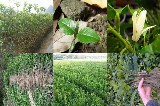 桂花树能不能盆栽在家里1683076170948