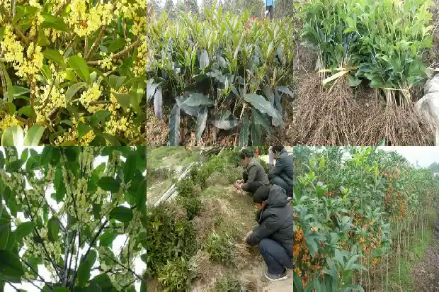 家里为啥不能种桂花1683076181169