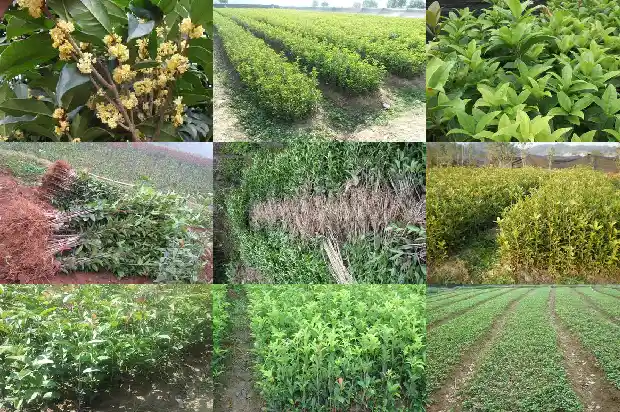 不喜欢桂花1683076188565