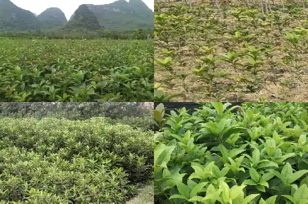 桂花树阳台盆栽1683076196166
