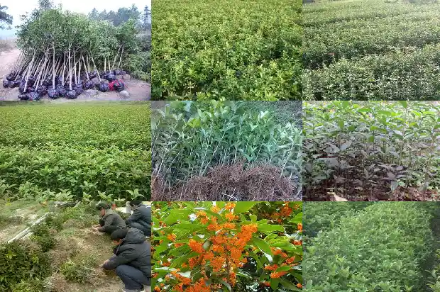 阳台能不能种桂花树盆栽呢1683076208132